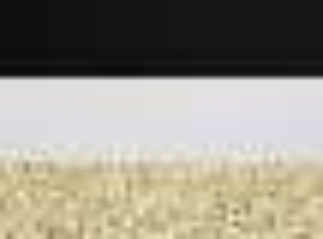 Black/ White/ Metallic Gold